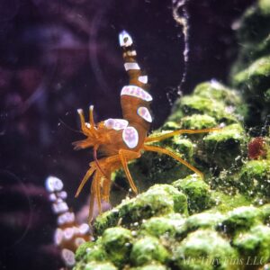 1000183927 Sexy Shrimp (Thor amboinensis)