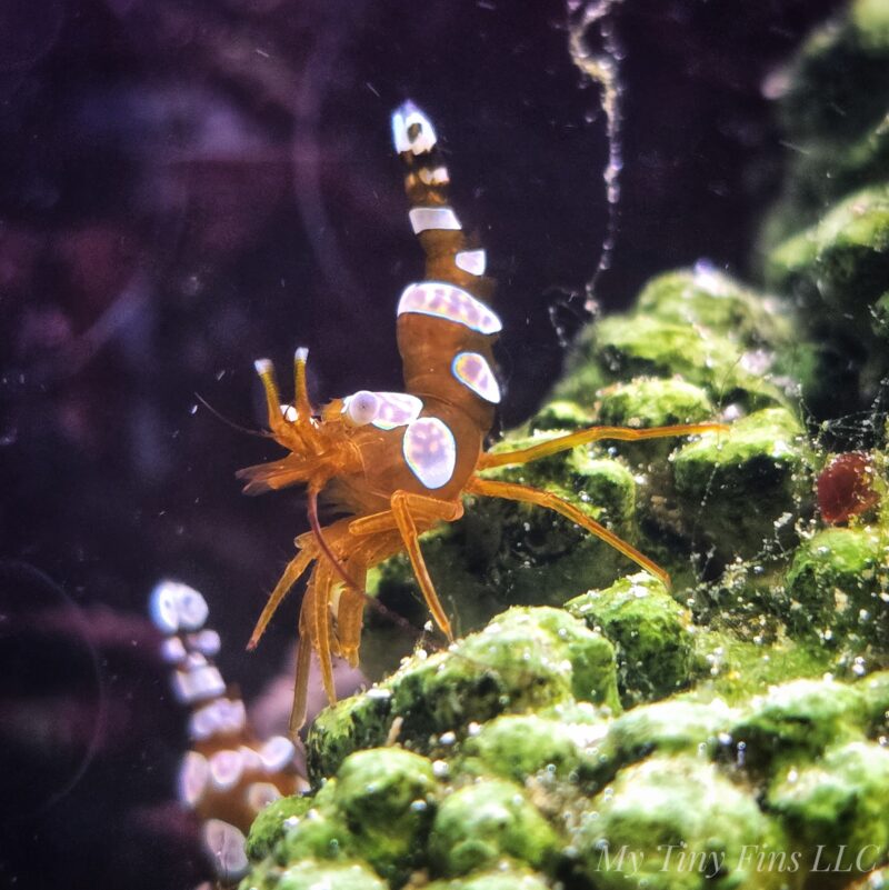 1000183927 Sexy Shrimp (Thor amboinensis)