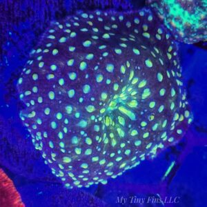 Yellow Spotted Discosoma Mushroom -WYSIWYG