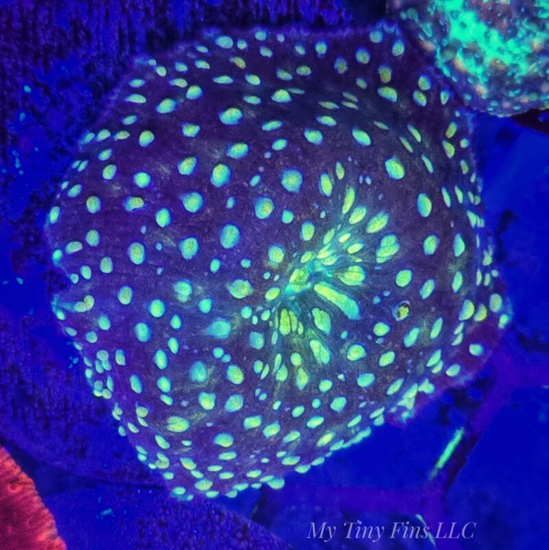 Yellow Spotted Discosoma Mushroom -WYSIWYG