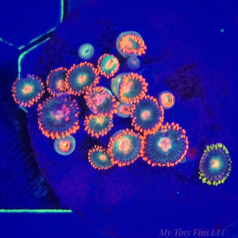 1000203684 Assorted Ultra Zoanthid Frag – WYSIWYG Soft Coral
