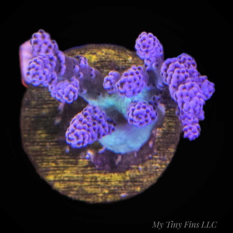1000205991 Capnella Finger Leather Coral Frag