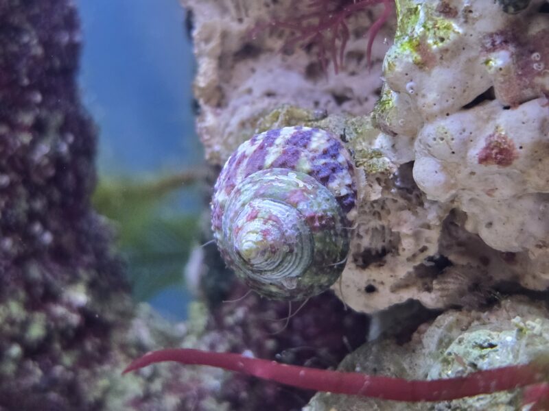 Large Banded Trochus Snails – 5-Pack – Prolific Algae Eaters & Reproducers
