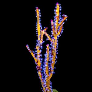 Yellow Sea Whip Gorgonian