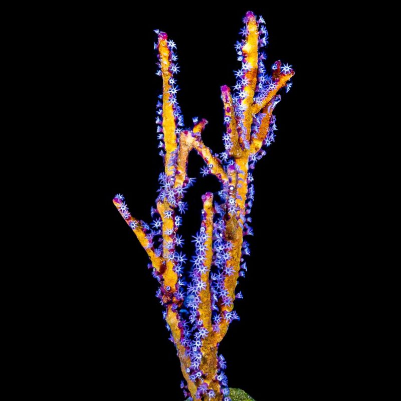 Yellow Sea Whip Gorgonian