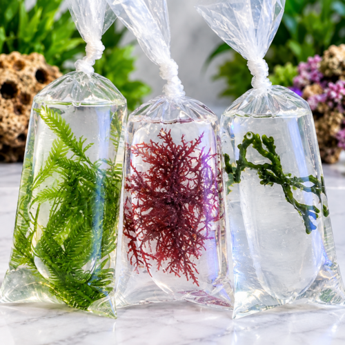 Macroalgae Pack – 3 Varieties 1-3"