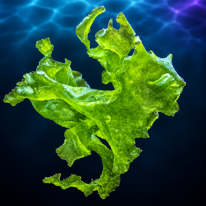 Green Ulva - Macroalgae 2-3"