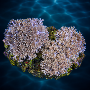 Pom Pom Pulsing Xenia – Fast-Growing & Beginner Friendly