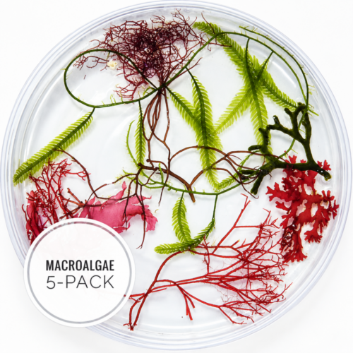 Macroalgae Pack – 5 Varieties 1-3"