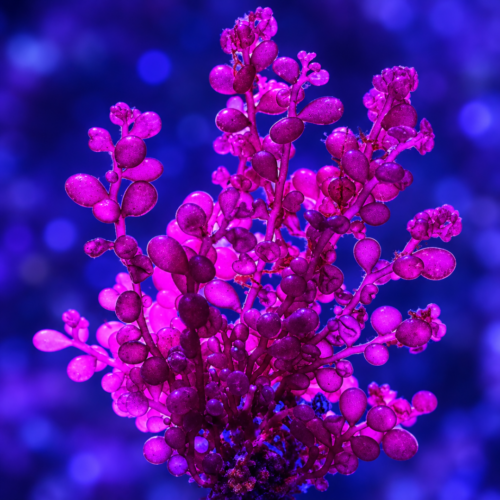 Red Grape Macroalgae