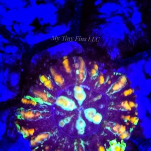 Mini Scolymia – Compact, Colorful LPS Gem