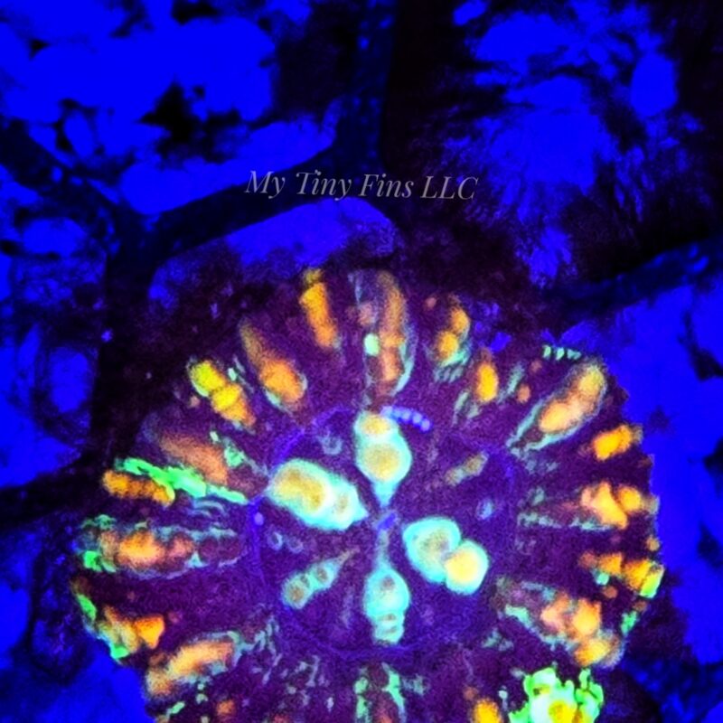 Mini Scolymia – Compact, Colorful LPS Gem