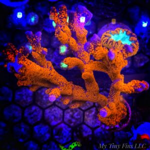 1000160755 Red Montipora Digitata – Easy, Fast-Growing SPS