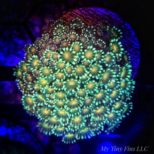 Yellow Eye Goniopora