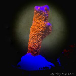 1000160856 Red Montipora Digitata – Easy, Fast-Growing SPS
