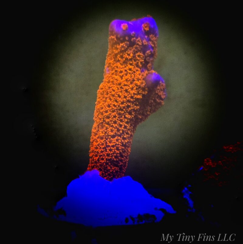 1000160856 Red Montipora Digitata – Easy, Fast-Growing SPS