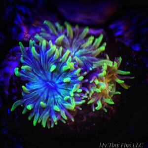 Duncan Coral – Easy, Beautiful LPS (2-3 Heads)