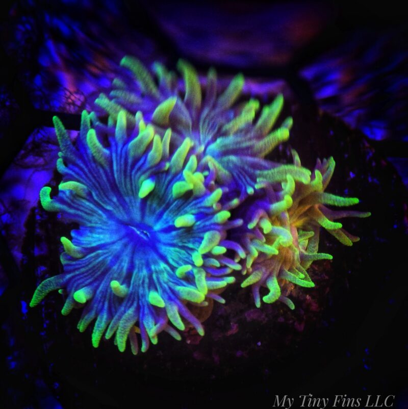 Duncan Coral – Easy, Beautiful LPS (2-3 Heads)