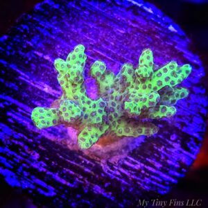 Fiji Green Pocillopora – Vibrant, Hardy SPS Coral Frag