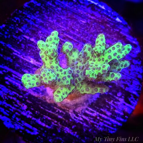 1000160867 Fiji Green Pocillopora – Vibrant, Hardy SPS Coral Frag