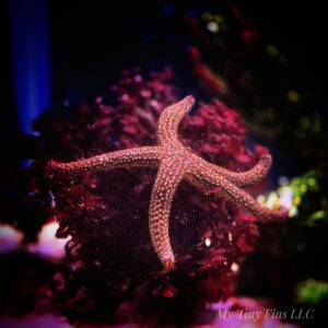 1000161296 Orange Echinaster Sea Star – Bright, Reef-Safe Clean-Up Crew Member