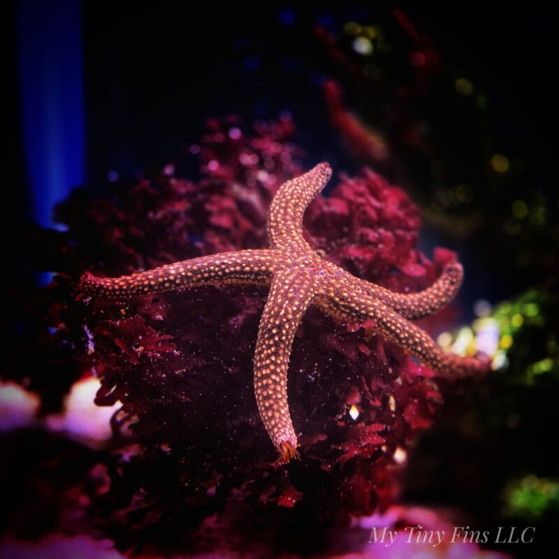 1000161296 Orange Echinaster Sea Star – Bright, Reef-Safe Clean-Up Crew Member