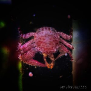 Porcelain Crab – Tiny, Peaceful Reef-Safe Filter Feeder