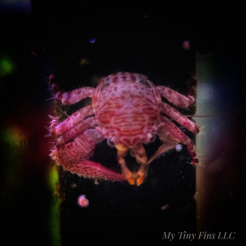Porcelain Crab – Tiny, Peaceful Reef-Safe Filter Feeder