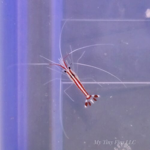 Cleaner Shrimp
