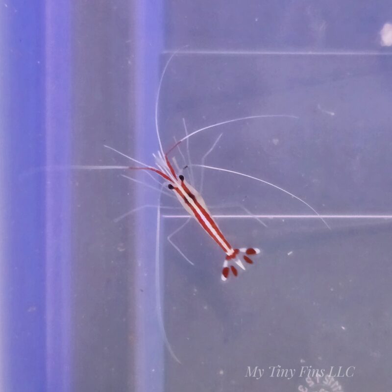Cleaner Shrimp