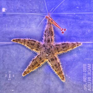 Sand Sifting Starfish