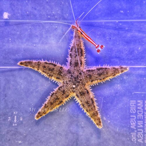 Sand Sifting Starfish