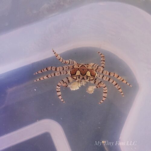 Pom Pom Crab