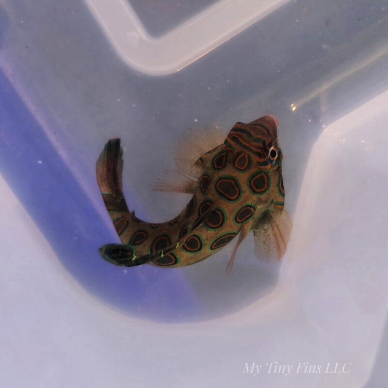 Yellow Target Mandarin