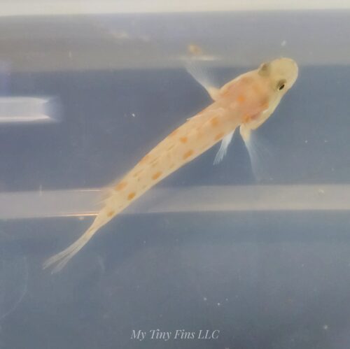 1000162295 Diamond Back Goby - Sand Sifter