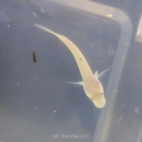 1000162296 White Sleeper Goby - Sand Sifter