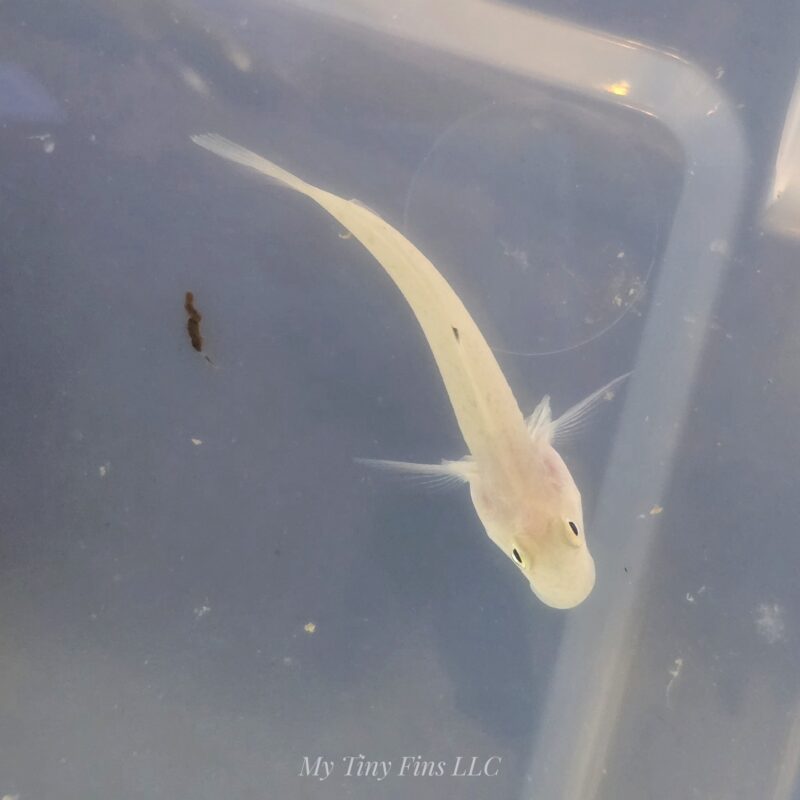 1000162296 White Sleeper Goby - Sand Sifter