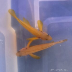 Citron Clown Goby