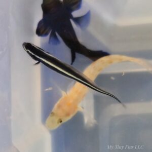 1000162313 Engineer Goby – Sand Sifter (WYSIWYG)