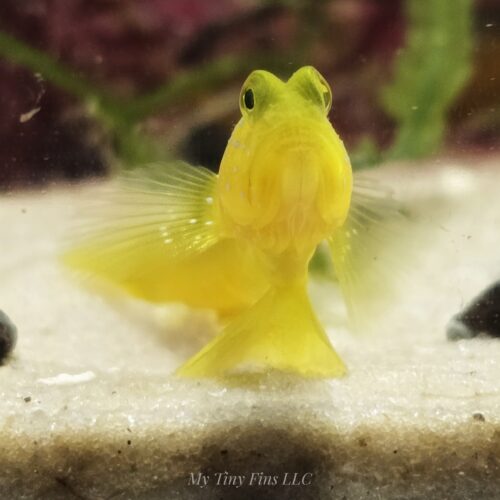 Yellow Watchmen Goby