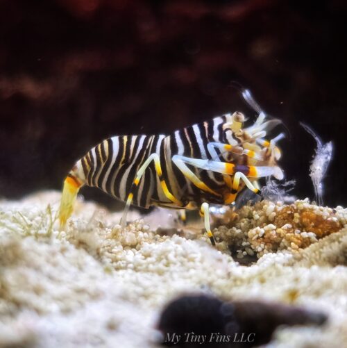Bumblebee Shrimp - Reef Safe