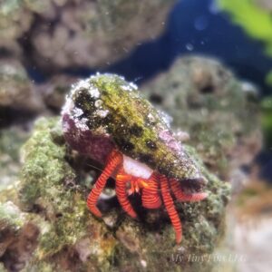 1000162496 Halloween Hermit Crab