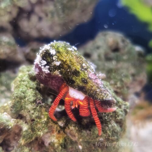 Halloween Hermit Crab