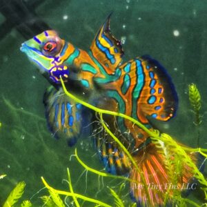 Green Madarin Goby - Male