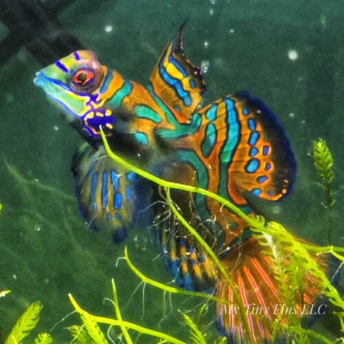 1000164087 Green Madarin Goby - Male