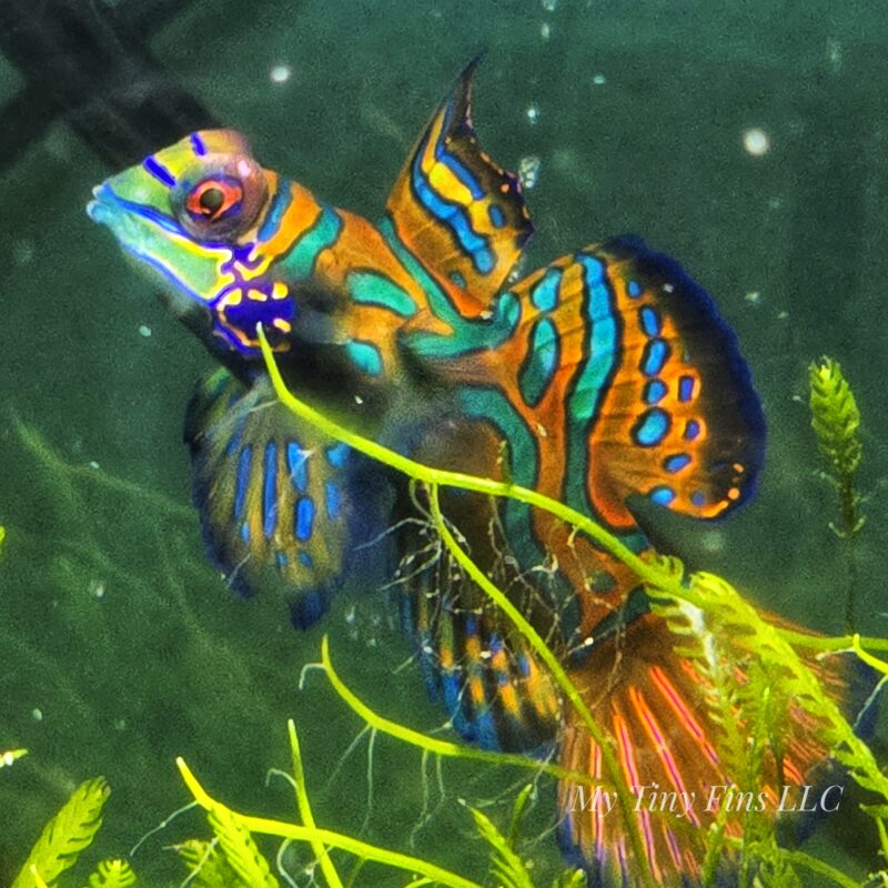 Green Madarin Goby - Male