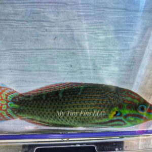 Melanarus Wrasse - Male