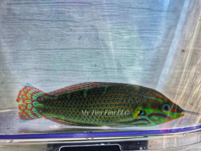 Melanarus Wrasse - Male