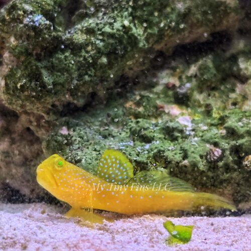 1000164321 Yellow Watchman Goby (Cryptocentrus cinctus)
