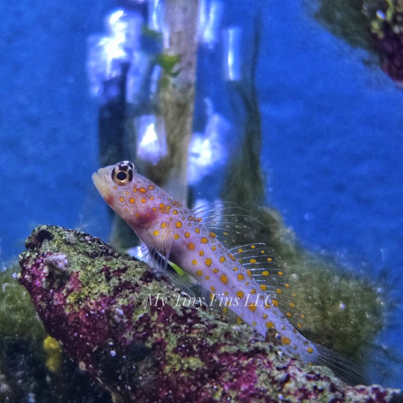 Spotted Prawn Goby – Peaceful, Reef-Safe Pistol Shrimp Partner